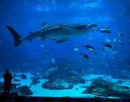 large fish swimming in a tank