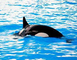 Orca swimming