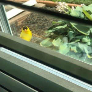 goldenfinch bird outside on the windowsill