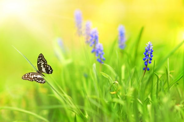 butterfly and purple flowers in a field of tall green grass