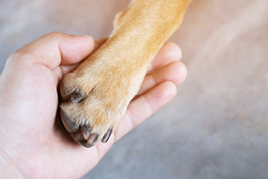 person holding a dog paw in his or her hand