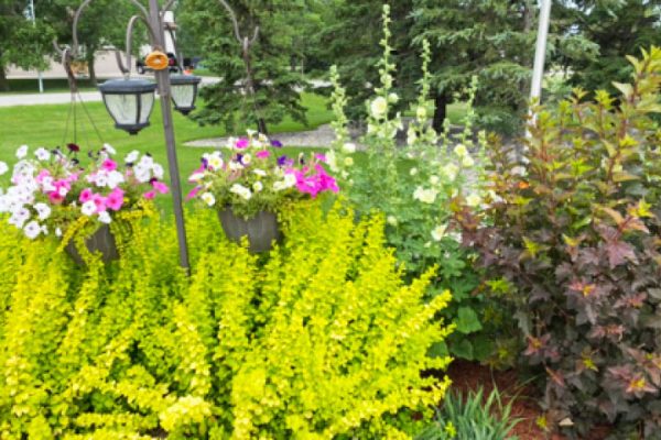 golden barberry bush