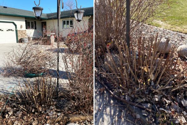 pruned golden barberry bush